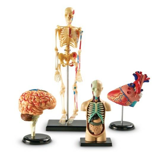 Ed Supplies & Early Childhood |  Anatomy Models Set Ed Supplies & Early Childhood Ed Supplies & Early Childhood