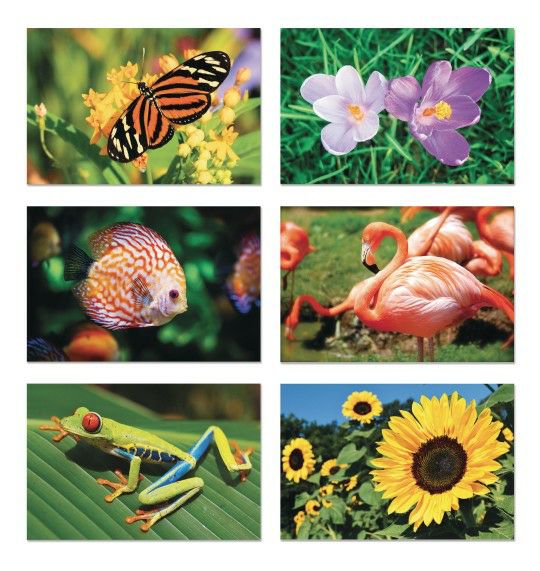 Senior Activities |   Nature & Wildlife (Pack of 12) Games & Sports Supplies Senior Activities